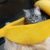 Cuccia gatto banana